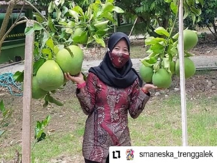 TAMAN BUAH SMAN 1 KARANGAN TRENGGALEK